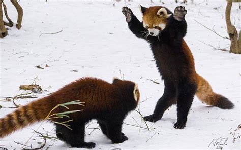 Red Panda Trying To Look Threatening Rmademesmile