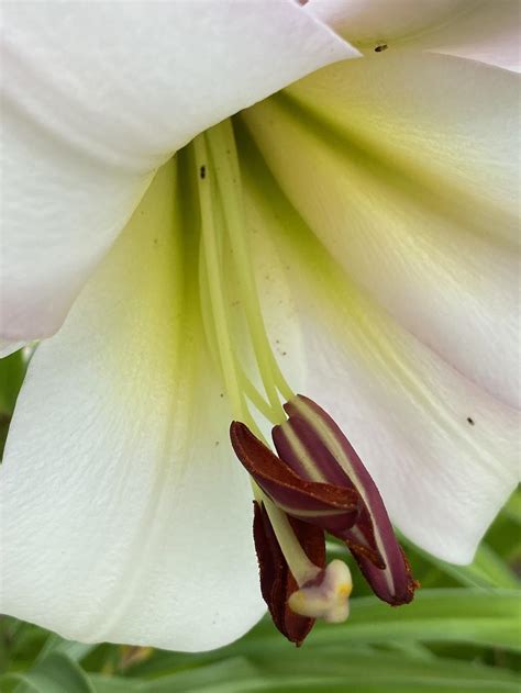 Photo Of The Bloom Of Lily Lilium Eastern Moon Posted By Legalily