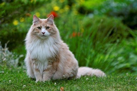 Norwegian Forest Cat Breed Info Pictures Temperament And Traits