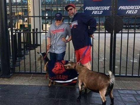 Indians Fan Brings Goats To Progressive Field To Curse Cubs