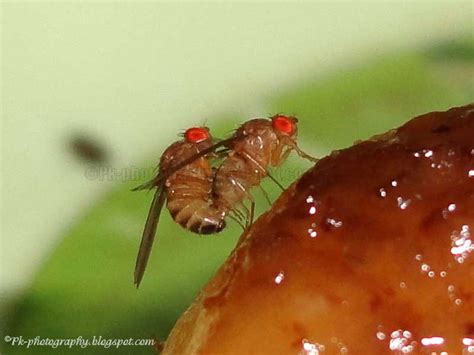 Drosophila Melanogaster Life Cycle Nature Cultural And Travel Photography Blog