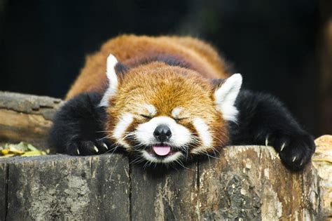 Interactions in Ecosystem - rockin' red pandas