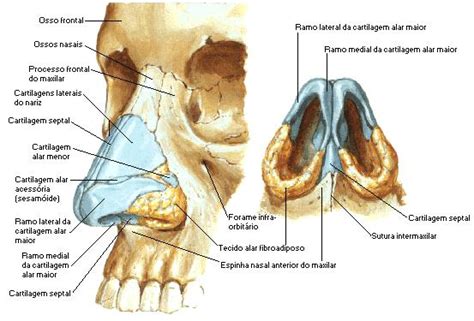 Nariz E Fossas Nasais Anatomia Online