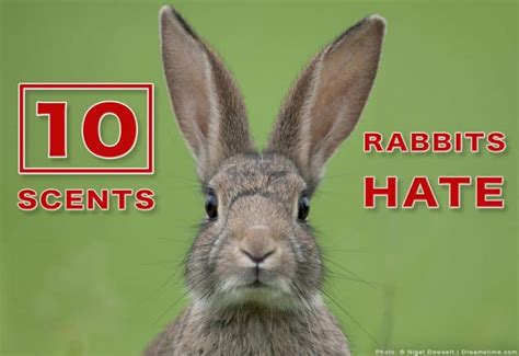 10 scents that rabbits hate and how to use them pest pointers