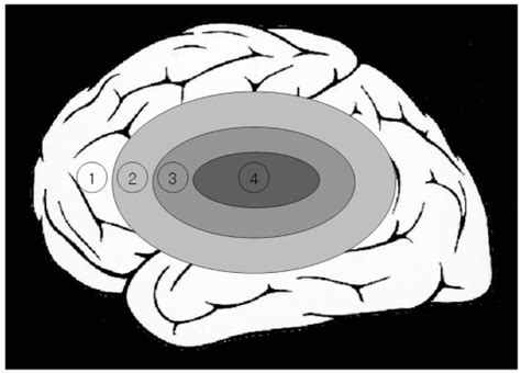 A Schema Of The Concentric Four Compartment Brain