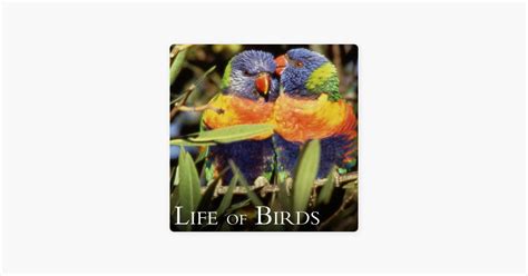 ‎life Of Birds On Itunes