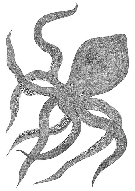 We did not find results for: Sea Creatures on Behance
