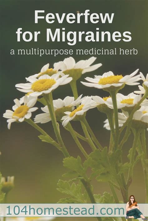 Feverfew For Migraines A Multipurpose Medicinal Herb Feverfew For