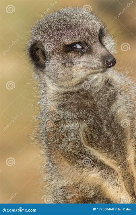 Funny Animal Meme Image Of Photogenic Meerkat Smiling For Camera Stock