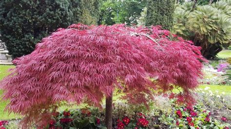 Department of agriculture plant hardiness zones 5 to 8. How To Successfully Plant And Grow Dwarf Japanese Maple ...