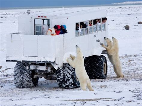 A Fascinating Glimpse Into Churchill Canadas Polar Bears Town Polar
