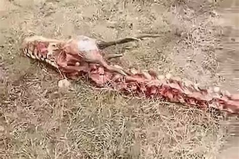 Villagers Find 60ft Dragon Skeleton In China Coventrylive