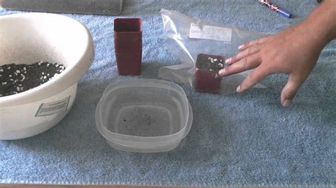 Grow cactus from seeds fast n easy at home.:) for seeds contact mr tanveer 9988844407 or mr harsh subscribe! Growing cacti from seed. - YouTube