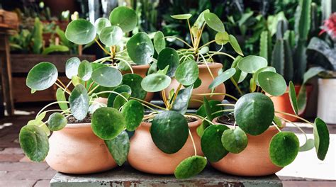The Most Popular Houseplants Of Spring 2018 Architectural Digest
