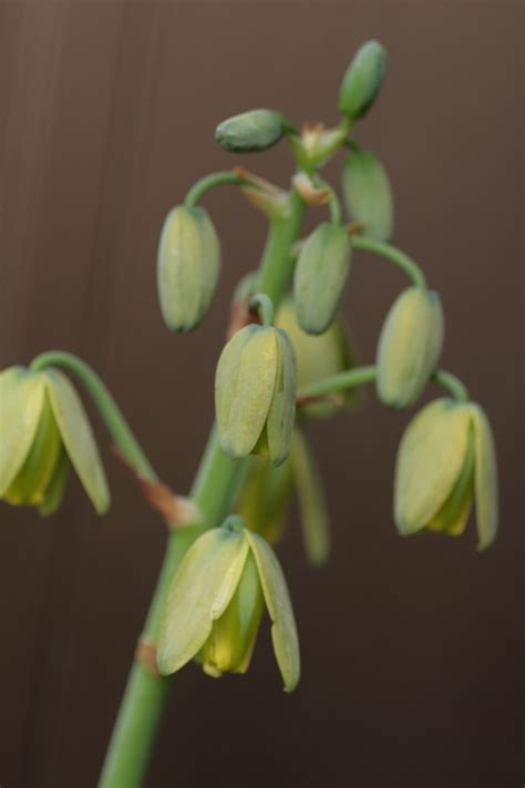 When the dry summer arrives, the plant will die back. Albuca spiralis 'Frizzle Sizzle' - bulb native to Western ...