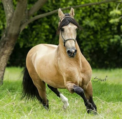 Características E Historia De Los Caballos De Paso Fino Todo Sobre Ganado