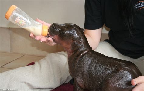 Pygmy hippopotamus choeropsis liberiensis good things come in small packages: White Wolf : Harry the baby pygmy hippo gives kisses ...