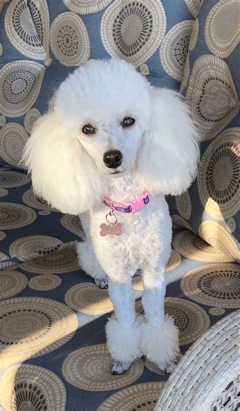 Jolie March 2018 Pretty Poodles White Toy Poodle Cute Dogs