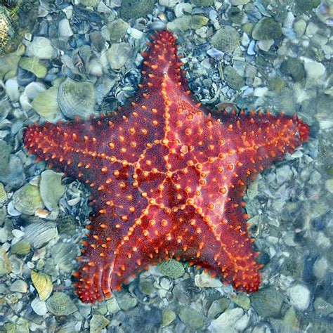 Red Cushion Sea Star Virginia Key North Point