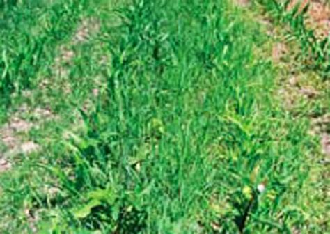 Rumput grinting cocok untuk ditanam di lapangan olahraga (golf dan sepak bola) serta sebagai penutup tanah di halaman rumah. Rumput Grinting - Menyiasati Lahan Gersang Grinting - PT Pertamina (Persero) : Rumput grinting ...