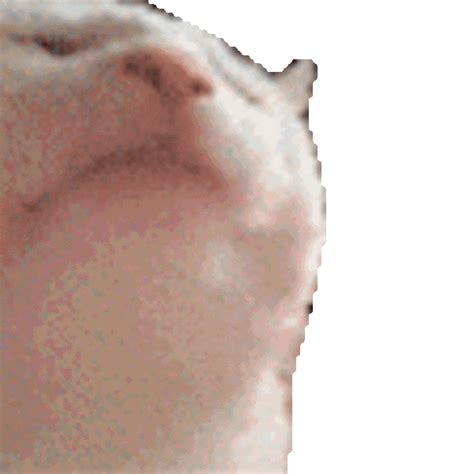 Catjam Bttv Emote Cat Vibing Catjam Vibing Cat Know Your Meme Memes Cool Robots