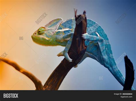 Chameleon Reptile Image And Photo Free Trial Bigstock