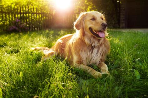 Tucker The Golden Retriever Gets Hilariously Confused By Snapping