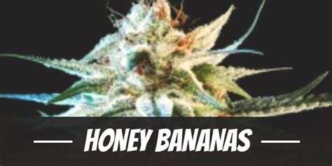 Honey Bananas Weed Strain Review And Information