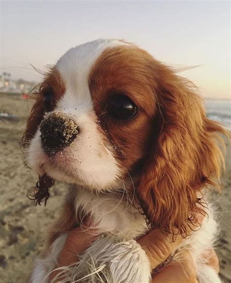 Annual cost of owning a cavalier king charles spaniel puppy. Winston the Cavalier King Charles Spaniel Puppy CKCS ...