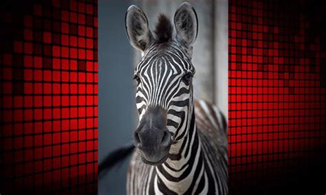 Maryland Zoo Welcomes New Zebra Wbal Newsradio 1090fm 1015