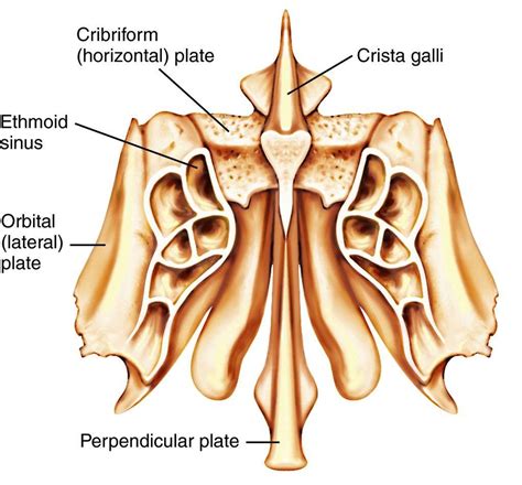 The center of the frontonasal suture is created through the combination of. Skull - Radiologic Sciences And Therapy 471 with Culp at University of North Carolina - Chapel ...