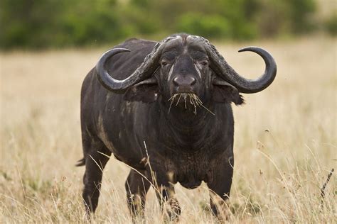African Buffalo Cape Buffalo 500px Buffalo Animal African Buffalo