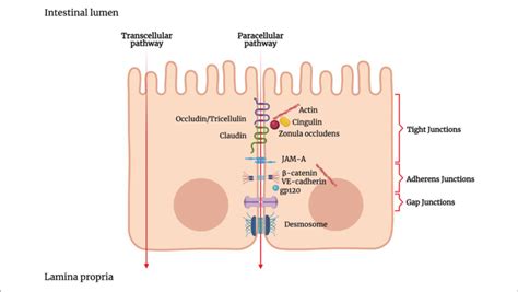 Schematic Representation Of The Junctional Complex In Intestinal