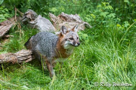 Grey Fox Flickr