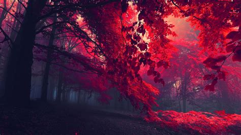 Fallen Leaves 1080p Red Leaves Landscape Nature Leaves Dark Mist