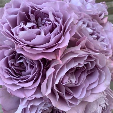 Alexandra Farms Garden Roses On Instagram Viprosebkk Shot This Photo