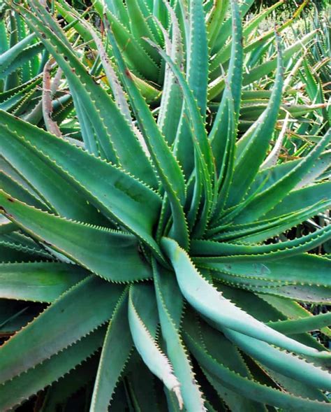 Different Types Of Aloe Vera 26 Different Types Of Aloe Vera Types Of
