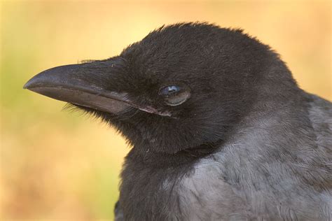 Crow Portrait Hooded Crow Corvus Cornix Fledgeling Close Flickr