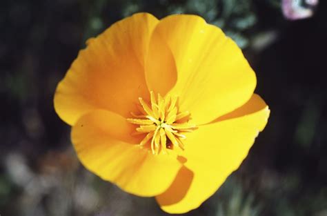California Poppies Are Also Known As Cup Of Gold With Their Cuplike