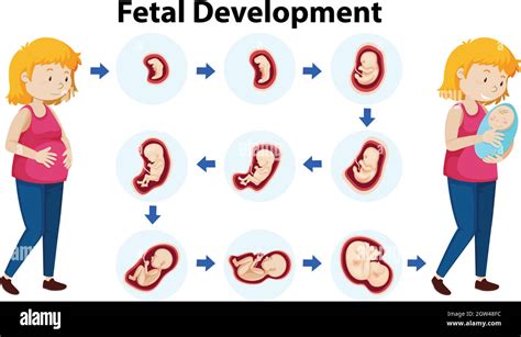 Vector De Desarrollo Fetal Imagen Vector De Stock Alamy