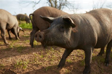 Chinese Scientists Genetically Engineered A Low Fat Pig But For Whose