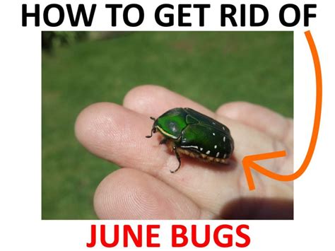 Famous How To Get Rid Of June Bugs In Garden 2022