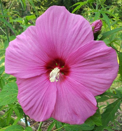 Pink Flare Perennial Hibiscus Hardy Hibiscus Perennials All