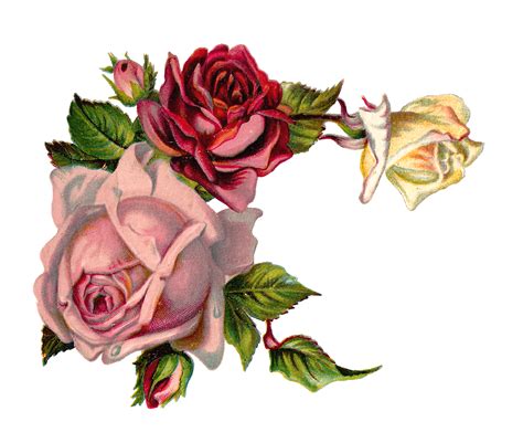 Antique Images Free Digital Flower Pink Rose Corner