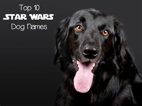 Top 10 Star Wars Dog Names Dogvills