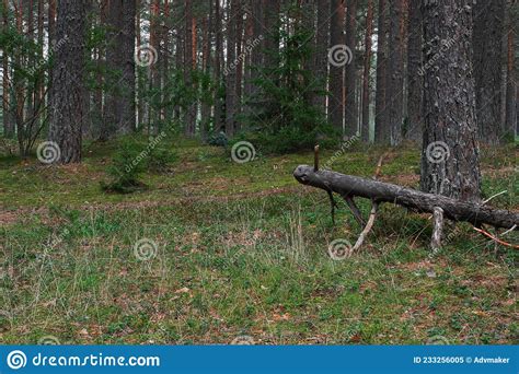 Slender Spruces Stock Photos Free And Royalty Free Stock Photos From