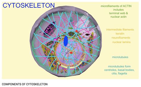 Components Of Cytoskeleton Cell Biology Components Science And