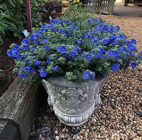 58 Plants With Blue Flowers Berries And Foliage Proven Winners