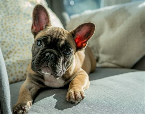 French bulldogs are highly prized in major cities where living space is a premium. Legitimate ESA Letter for Arizona - ESA Doctors