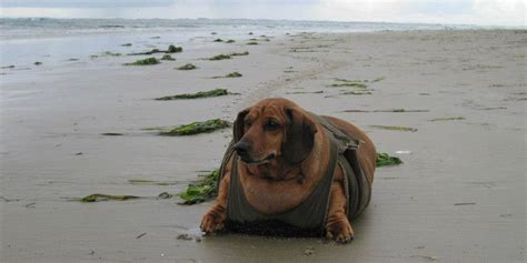 Obie The Formerly Obese Dachshund Loses Almost 50 Pounds Photos